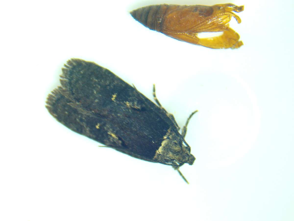 Sallow Flat-body (Agonopterix conterminella) photographed at Haysden Country Park by Phil Ambler