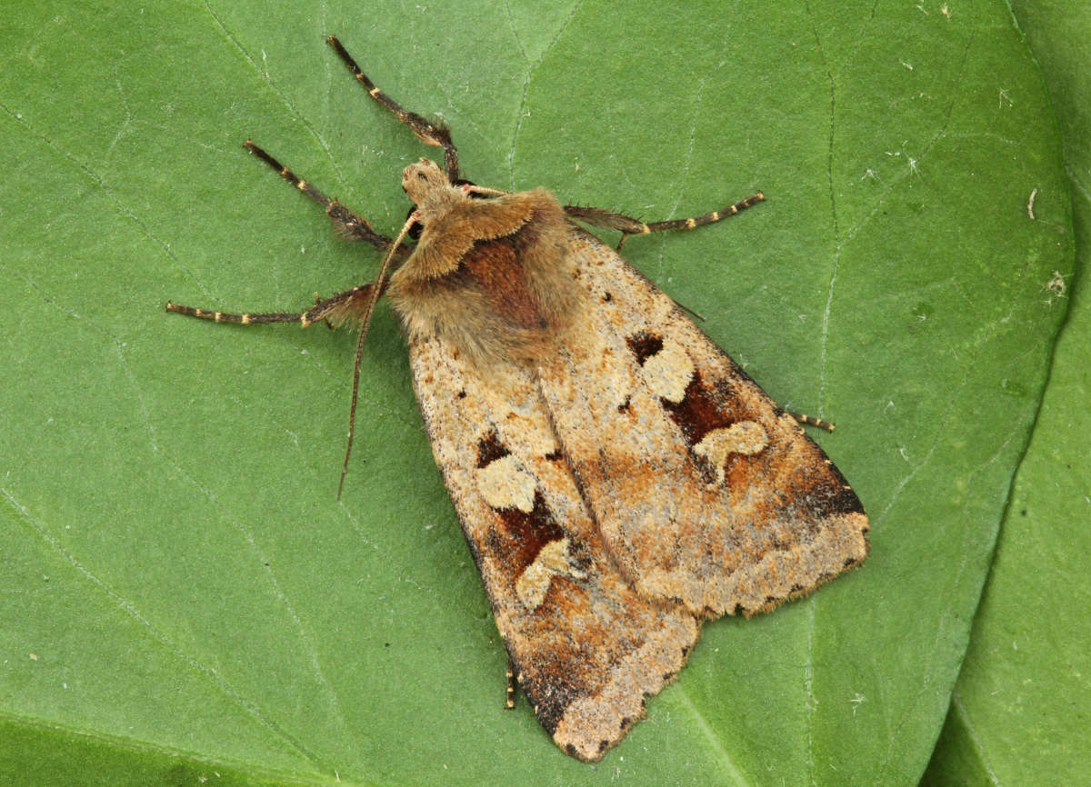 Ingrailed Clay (Diarsia mendica) photographed in Kent by Peter Maton 