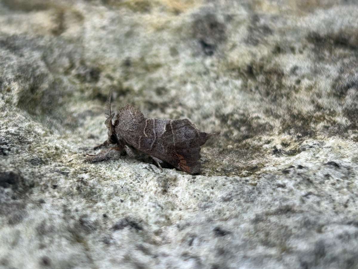 Small Chocolate-tip (Clostera pigra) photographed in Kent by Dave Shenton 