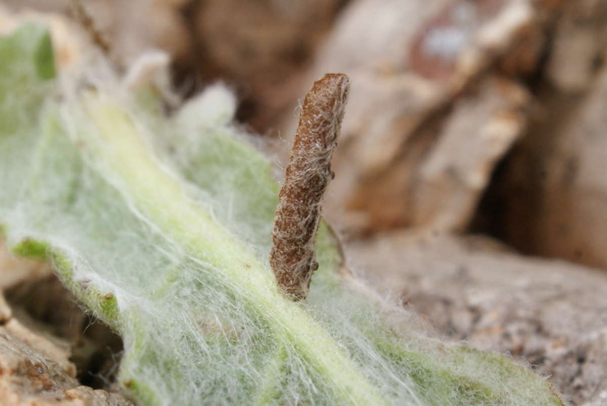 Spikenard Case-bearer (Coleophora conyzae) photographed in Kent by Dave Shenton 