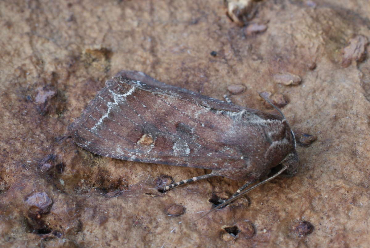 Bright-line Brown-eye (Lacanobia oleracea) photographed at Aylesham  by Dave Shenton 