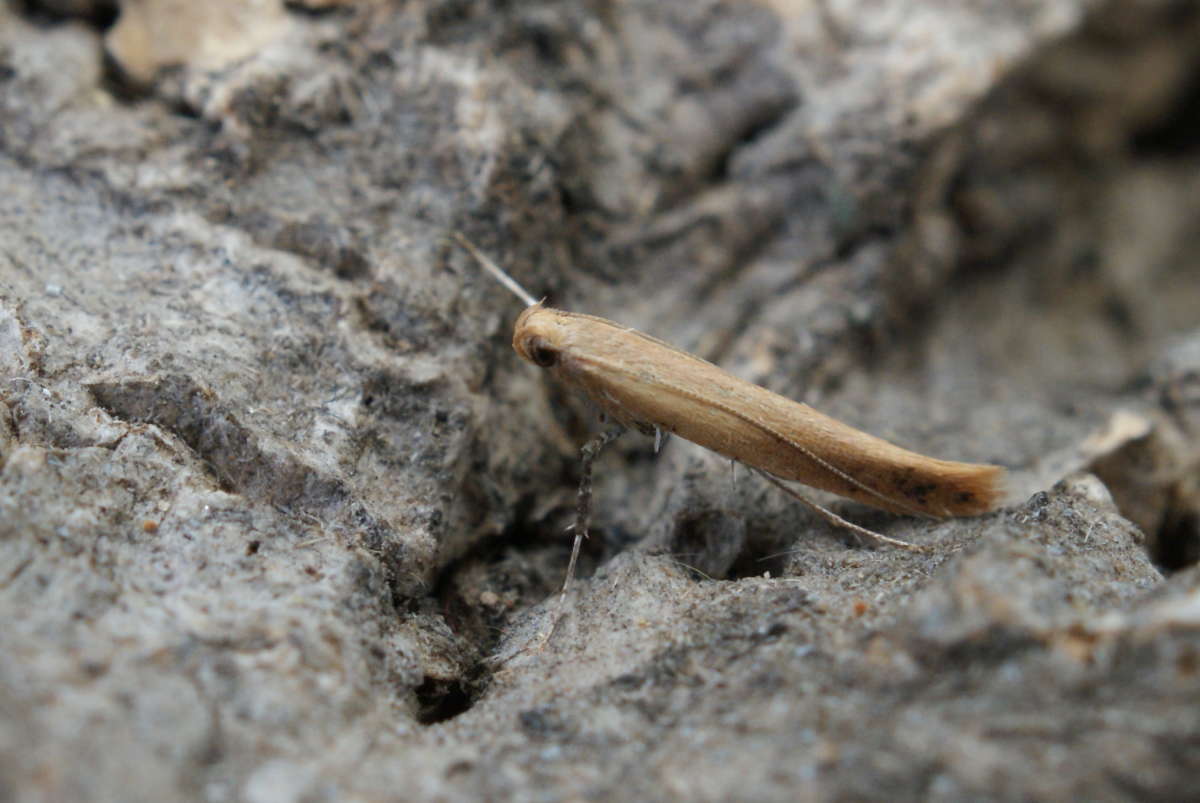 Small Red Slender (Caloptilia rufipennella) photographed in Kent by Dave Shenton