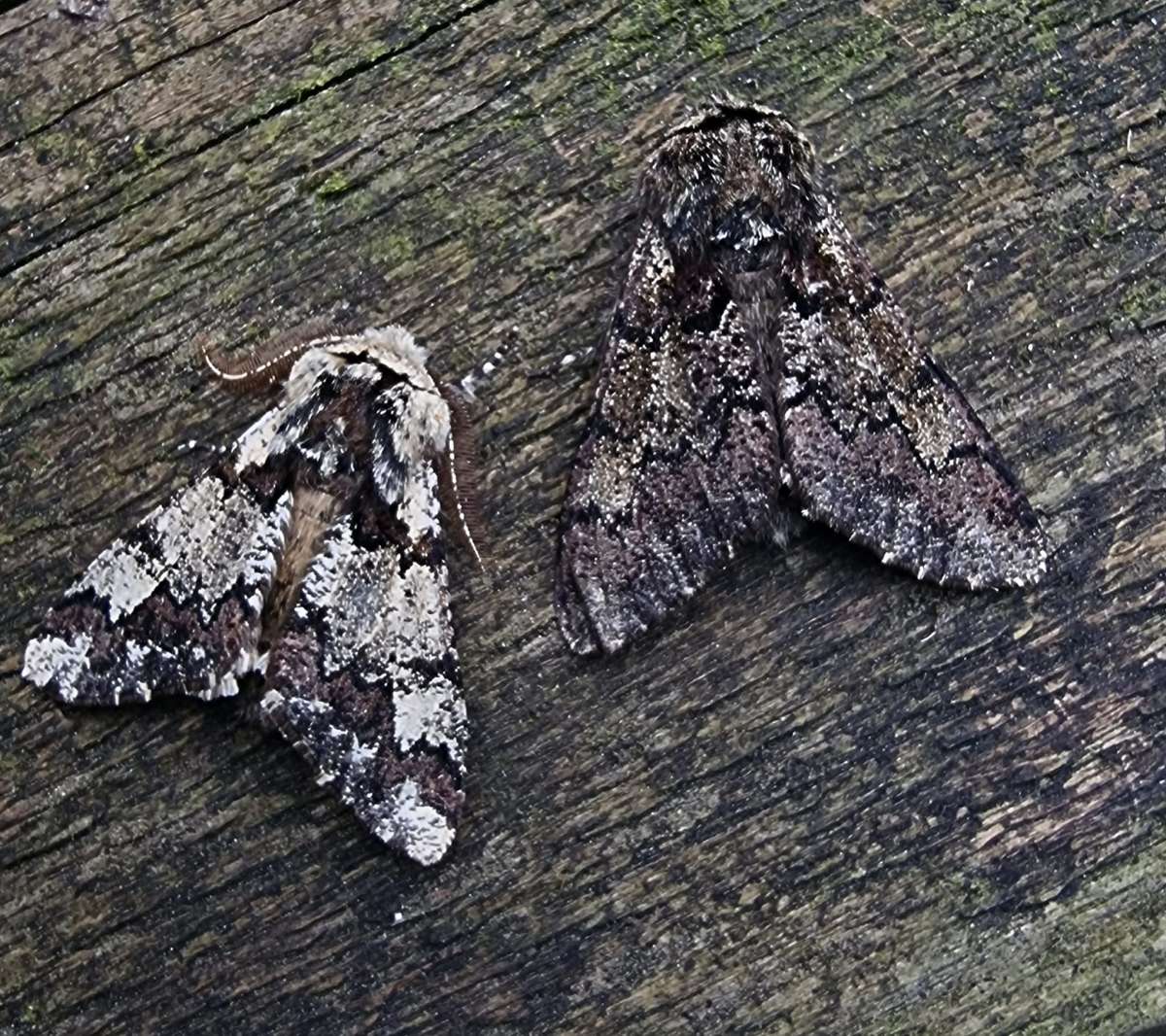 Oak Beauty (Biston strataria) photographed at Ashford  by Leonard Cooper