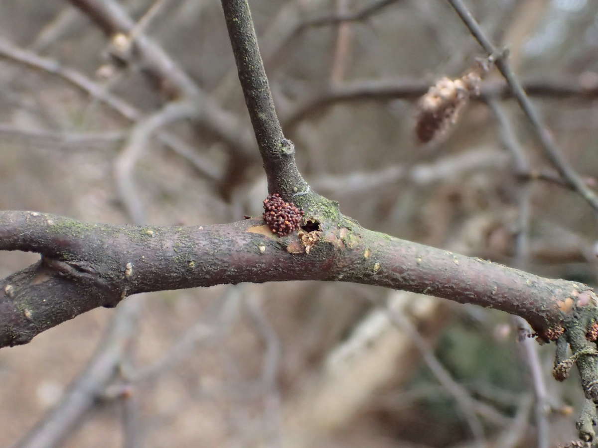 Scarce Bright (Lampronia fuscatella) photographed in Kent by Dave Shenton 