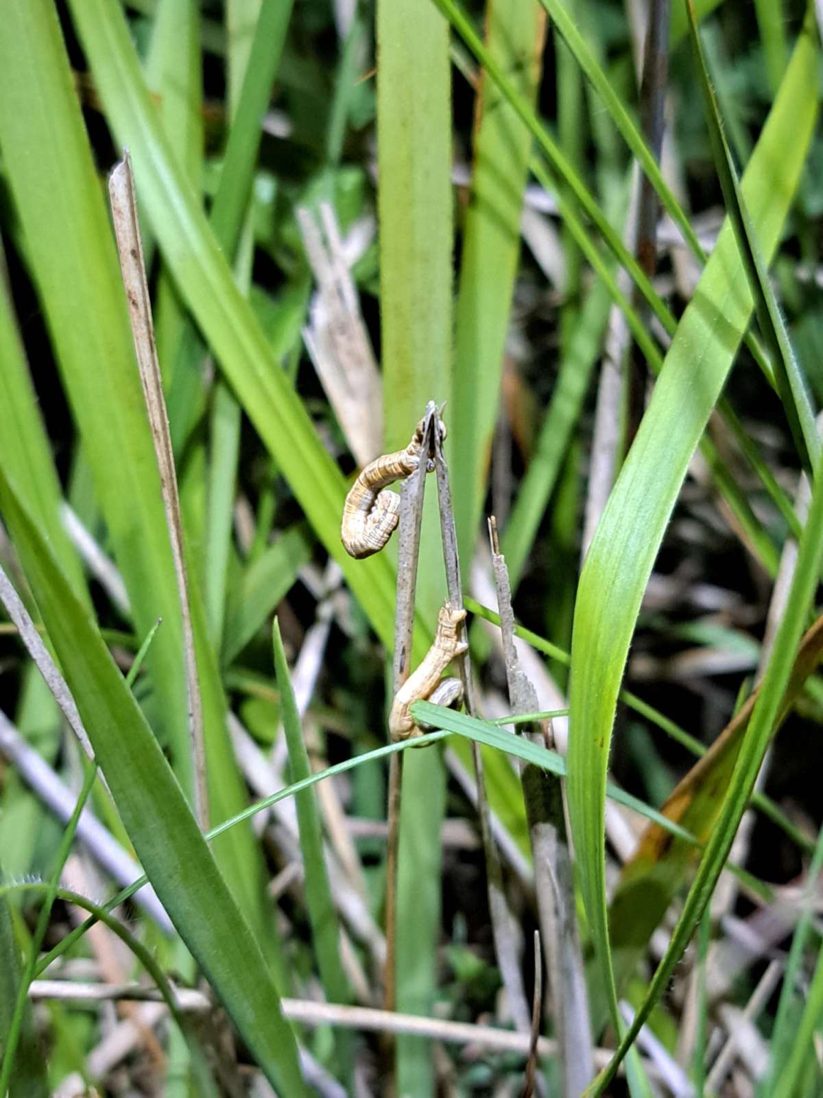 Straw Belle (Aspitates gilvaria) photographed in Kent by Harry West