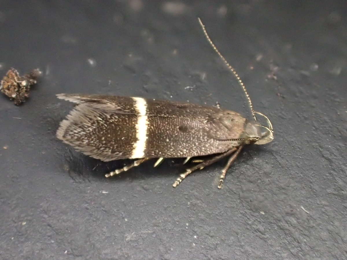 Silver-barred Sober (Aproaerema taeniolella) photographed in Kent by Dave Shenton 