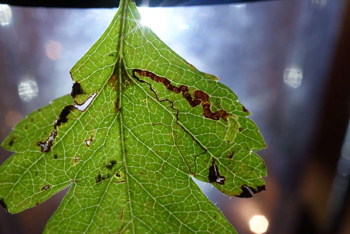 Common Fruit-tree Pigmy (Stigmella oxyacanthella) photographed in Kent by Dave Shenton 