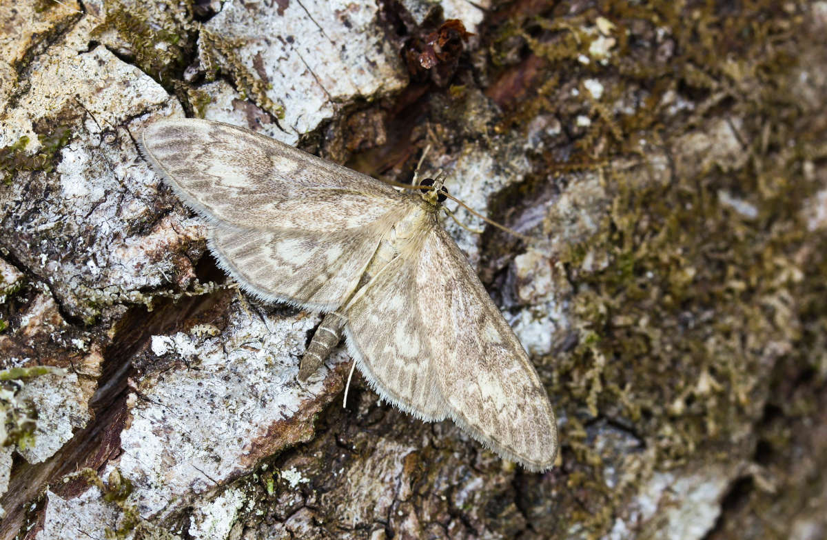 Long-winged Pearl (Anania lancealis) photographed in Kent by Carol Strafford 