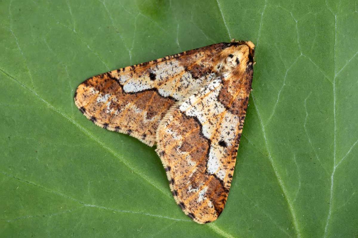 Mottled Umber (Erannis defoliaria) photographed in Kent by Peter Maton 