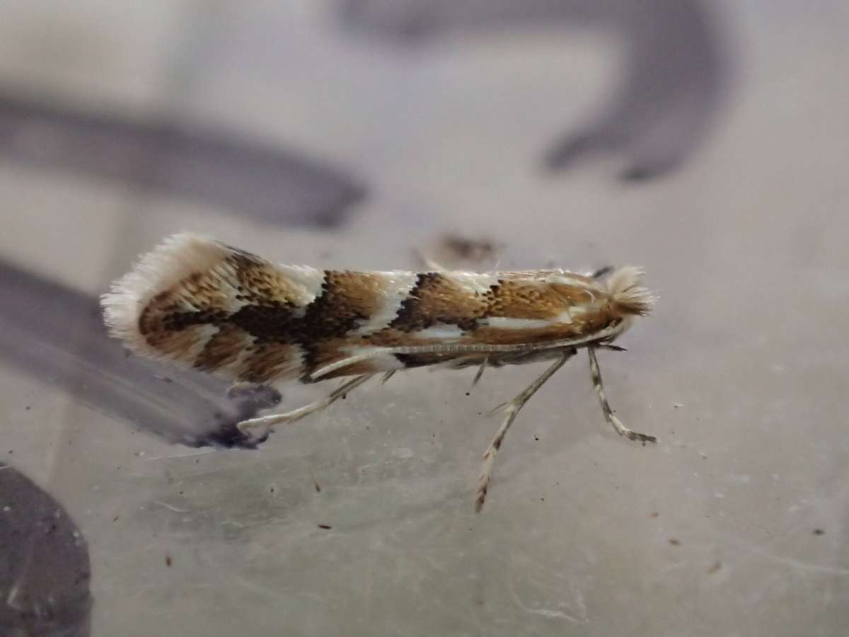 Southern Midget (Phyllonorycter dubitella) photographed in Kent by Dave Shenton 