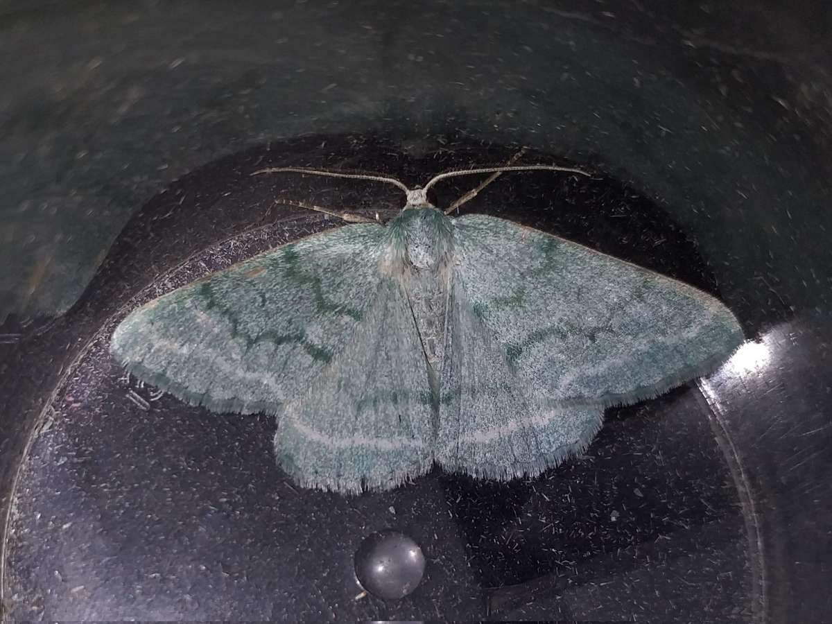 Grass Emerald (Pseudoterpna pruinata) photographed in Kent by James Hunter 