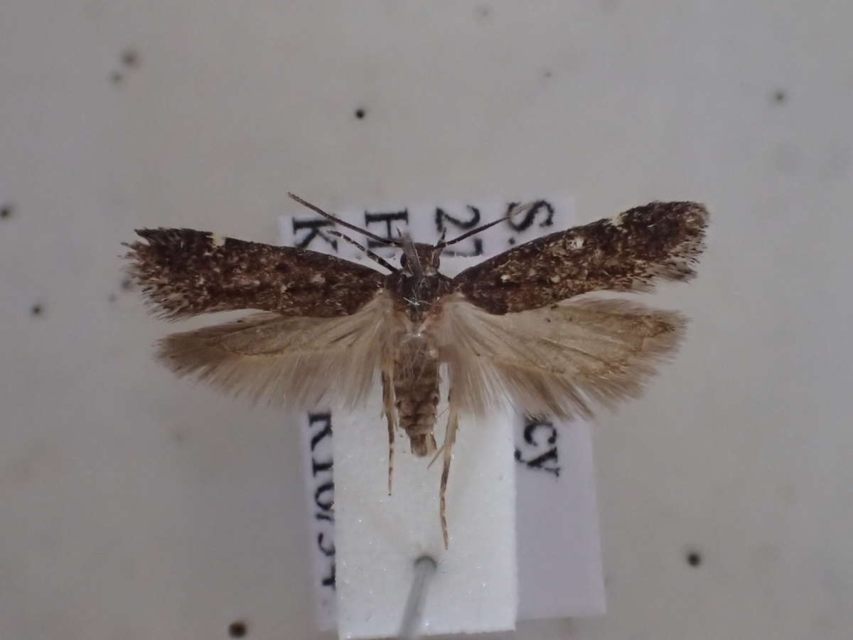 White-spot Groundling (Neofriseria peliella) photographed at Hythe by Dave Shenton