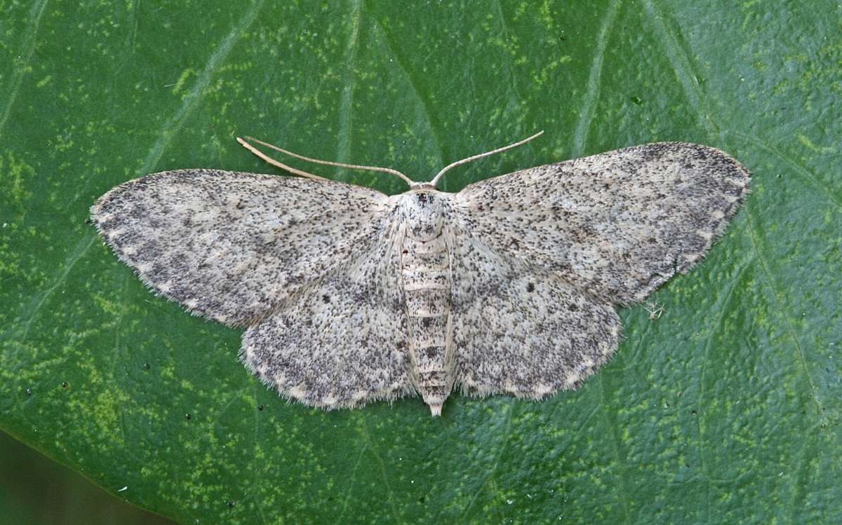 Small Dusty Wave (Idaea seriata) photographed at Boughton-under-Blean by Peter Maton 