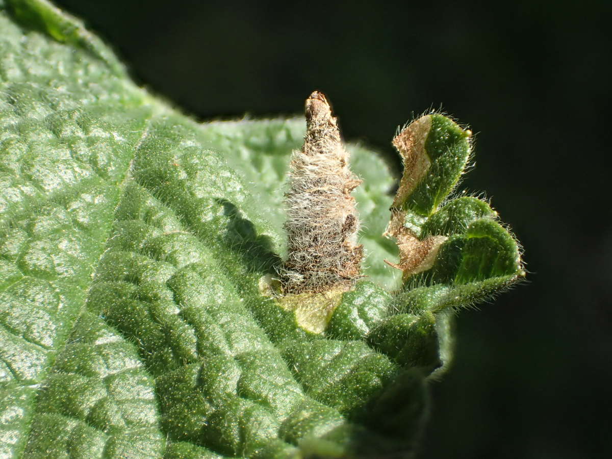 Woundwort Case-bearer (Coleophora lineolea) photographed in Kent by Dave Shenton 