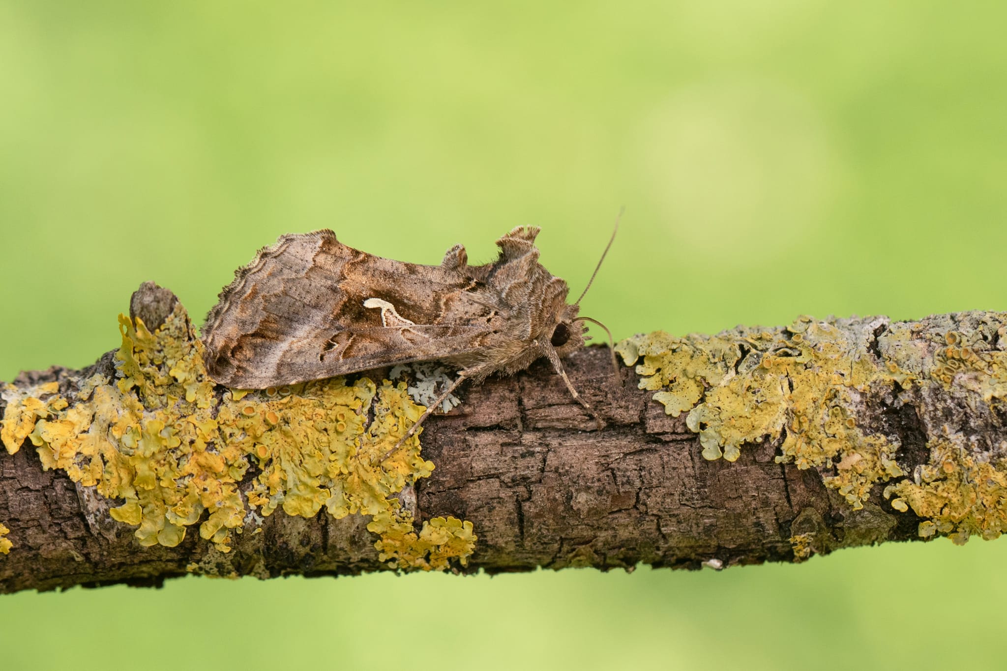 Silver Y (Autographa gamma) photographed in Kent by Alex Perry