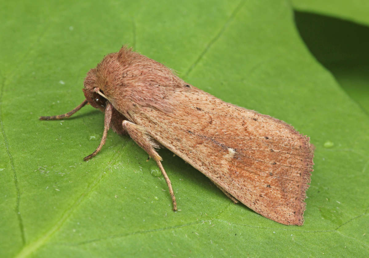 The Clay (Mythimna ferrago) photographed in Kent by Peter Maton 