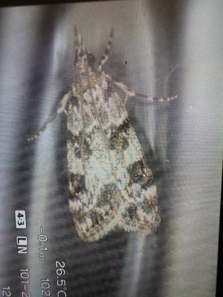 Pied Grey (Eudonia delunella) photographed at Nickley Wood  by John Dale