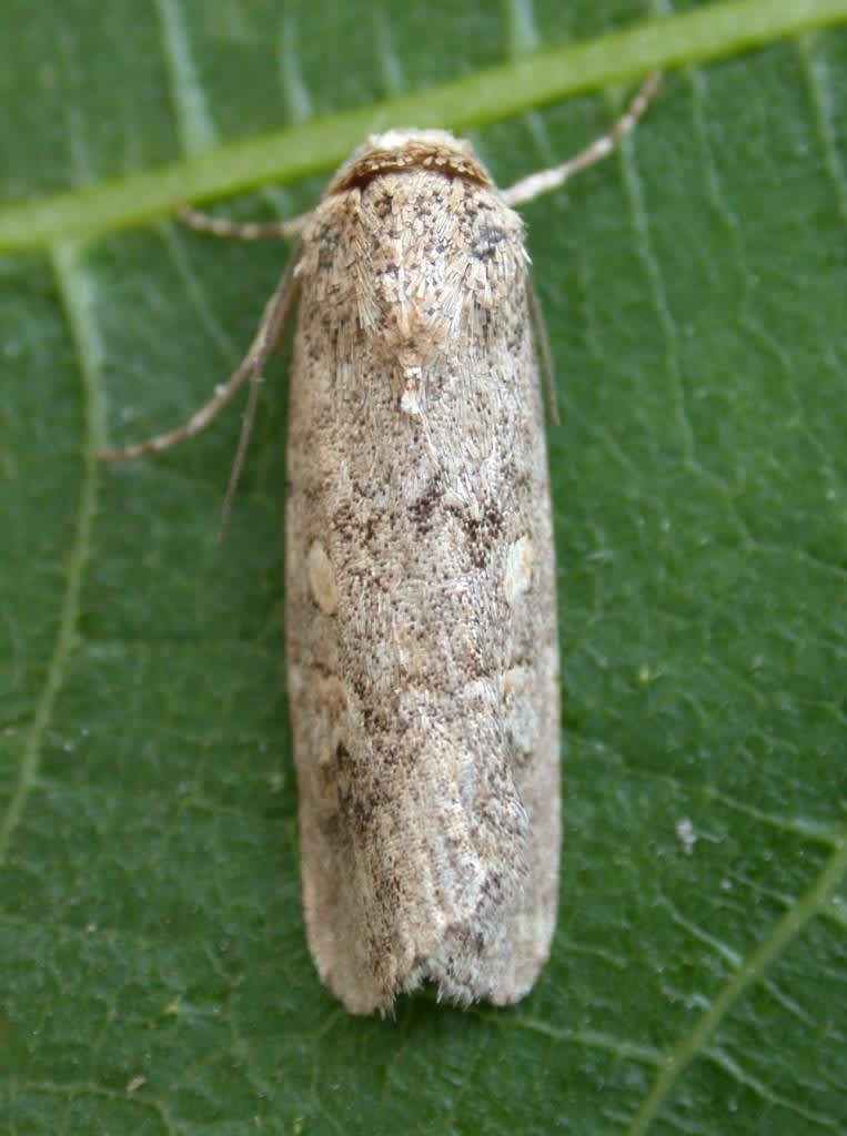 Small Mottled Willow (Spodoptera exigua) photographed in Kent by Ian Roberts