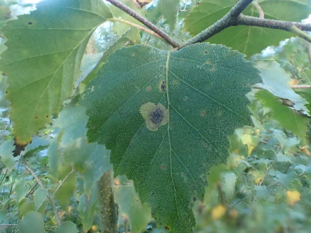 Large Birch Pigmy (Ectoedemia occultella) photographed at Covert Wood, Barham  by Dave Shenton 