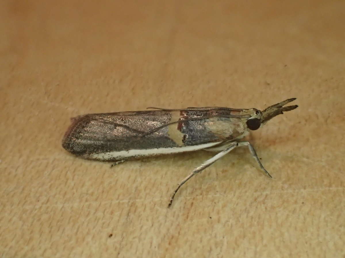 Legume Knot-horn (Etiella zinckenella) photographed in Kent by Dave Shenton 