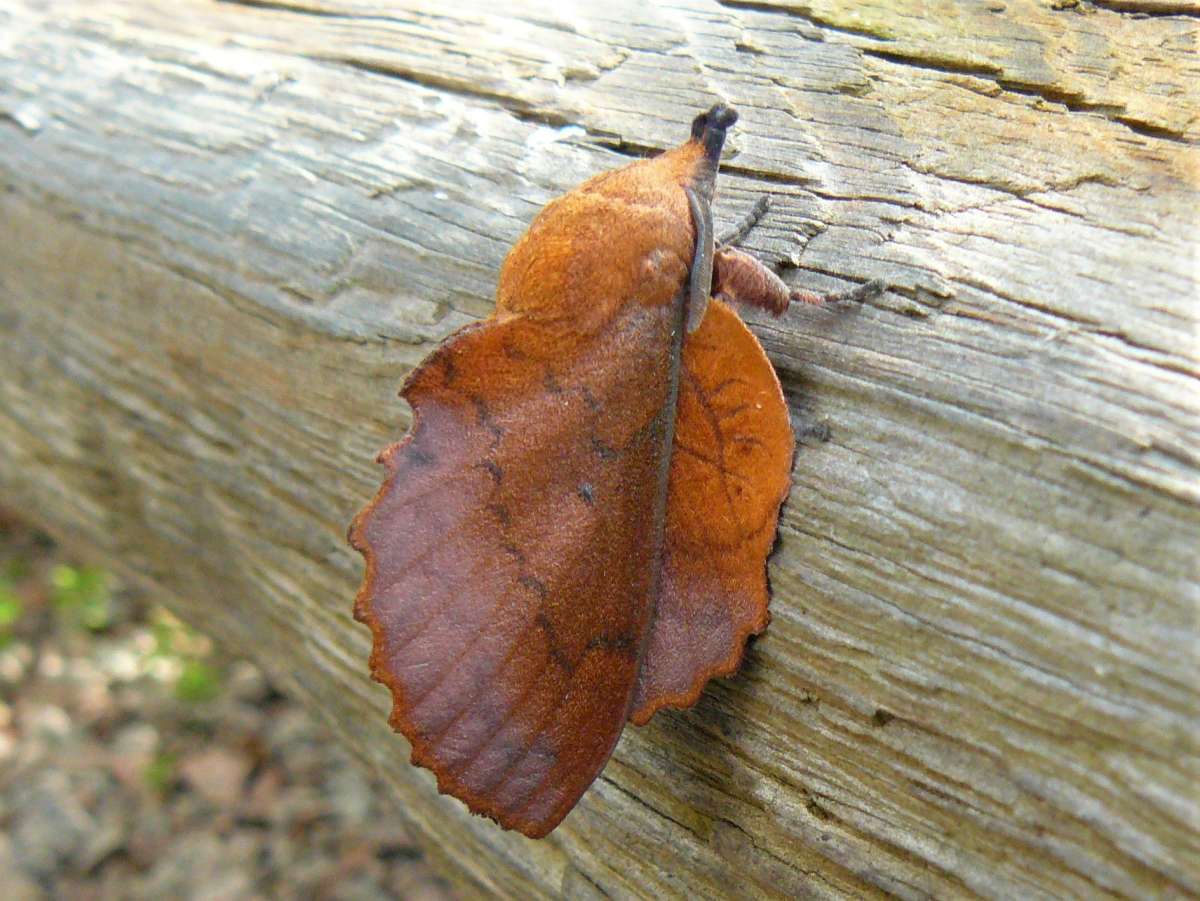 The Lappet (Gastropacha quercifolia) photographed in Kent by Fred Butcher