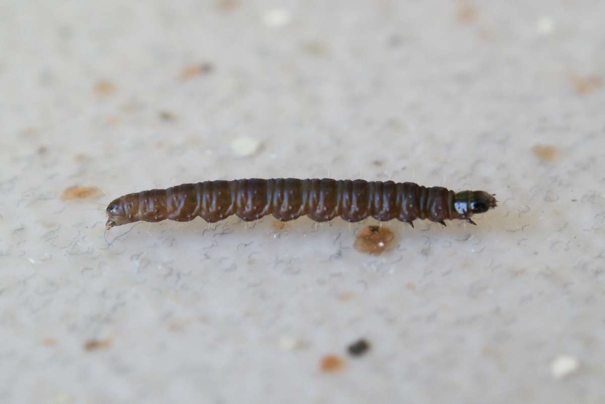 Common Marble (Celypha lacunana) photographed at Aylesham  by Dave Shenton 