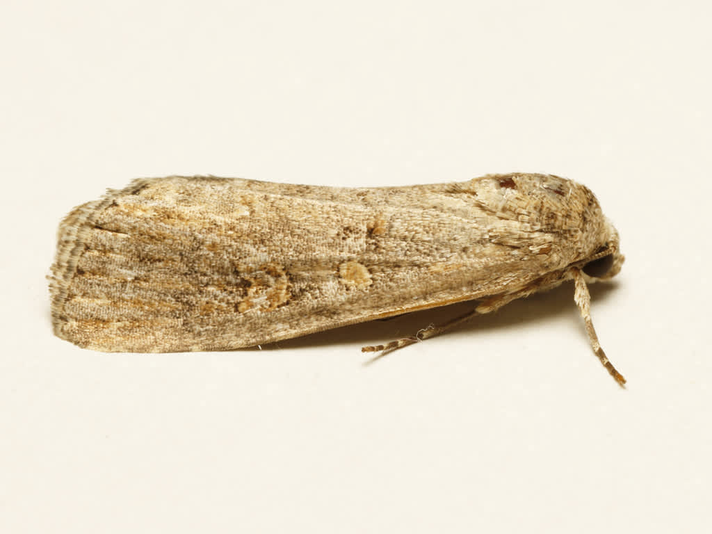 Small Mottled Willow (Spodoptera exigua) photographed in Kent by David Beadle 