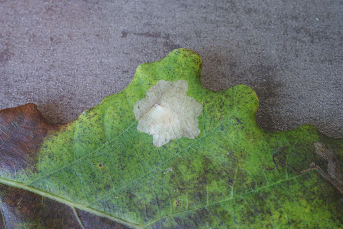 Oak Carl (Tischeria ekebladella) photographed in Kent by Dave Shenton 