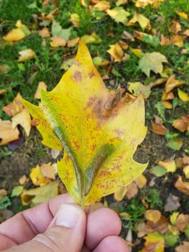 London Midget (Phyllonorycter platani) photographed in Kent by Phil Ambler