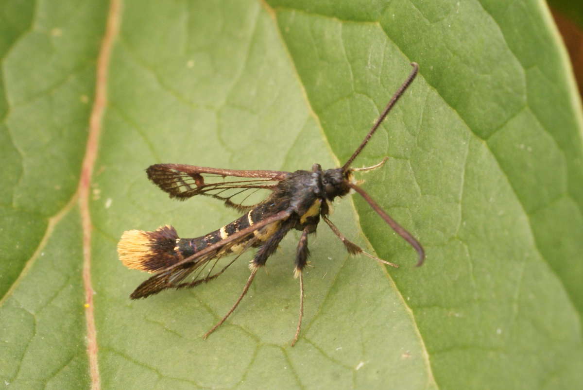 Orange-tailed Clearwing (Synanthedon andrenaeformis) photographed at Aylesham  by Dave Shenton