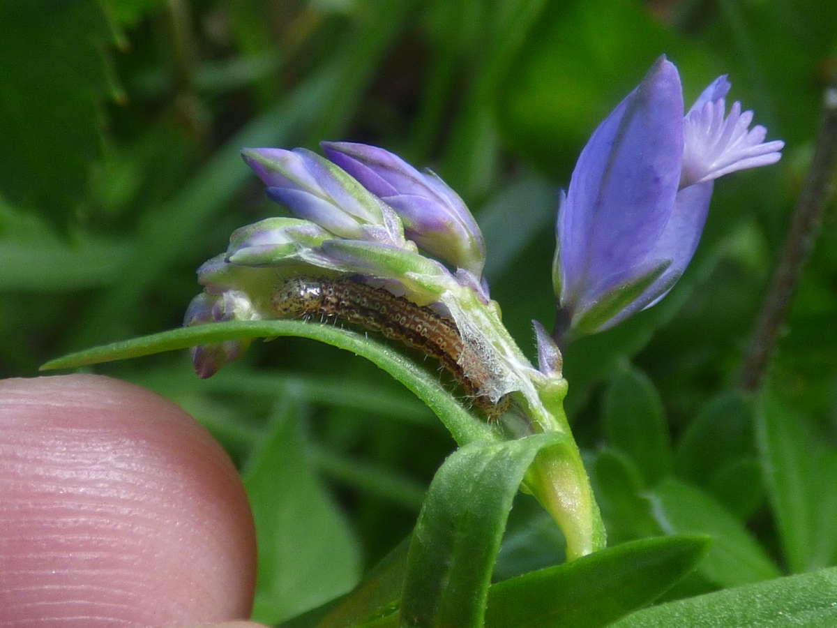 Lemon Flat-body (Hypercallia citrinalis) photographed in Kent by Rebecca Levey 