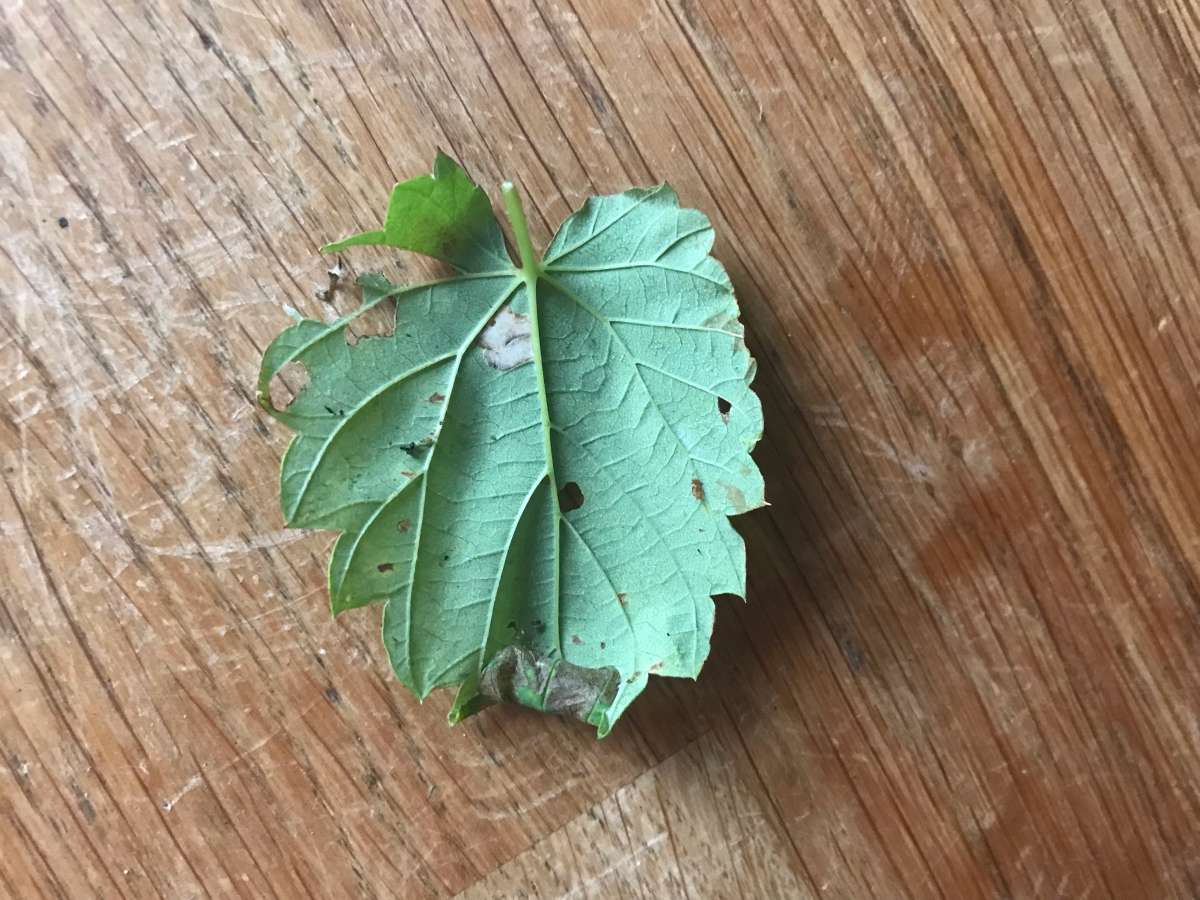 Hop Slender (Caloptilia fidella) photographed at Aylesham  by Dave Shenton 