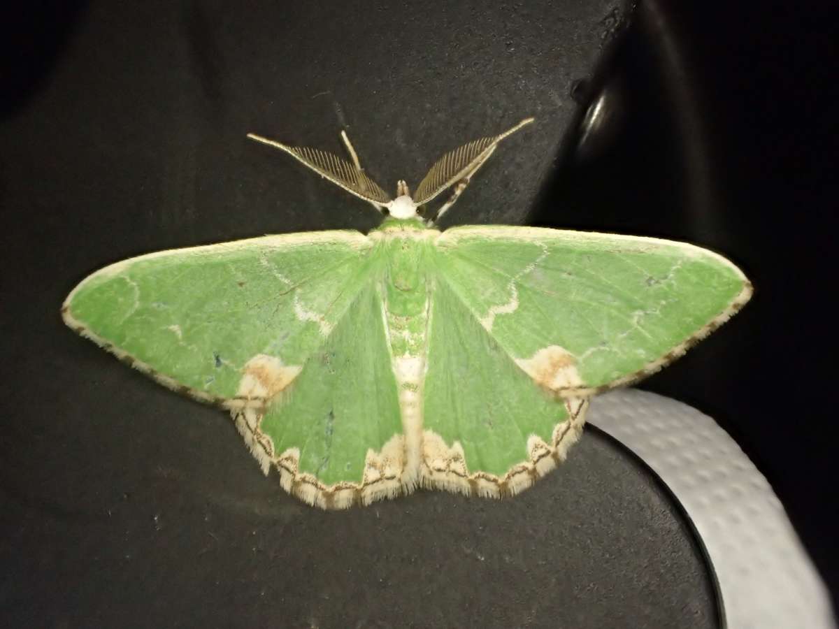 Blotched Emerald (Comibaena bajularia) photographed at Packing Wood  by Dave Shenton 