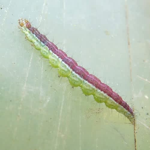 Honeysuckle Moth (Ypsolopha dentella) photographed in Kent by Barry Walter