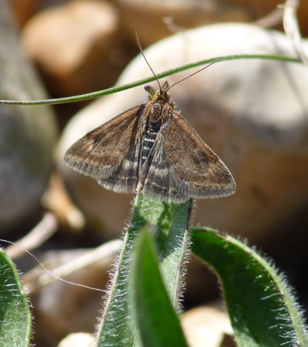 Straw-barred Pearl (Pyrausta despicata) photographed at Dungeness  by Allan Ward