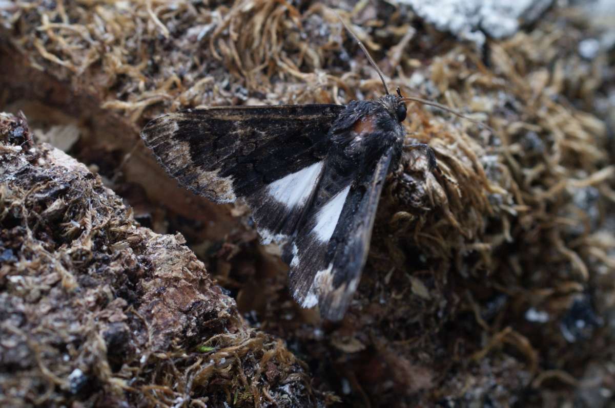 The Alchymist (Catephia alchymista) photographed in Kent by Dave Shenton 