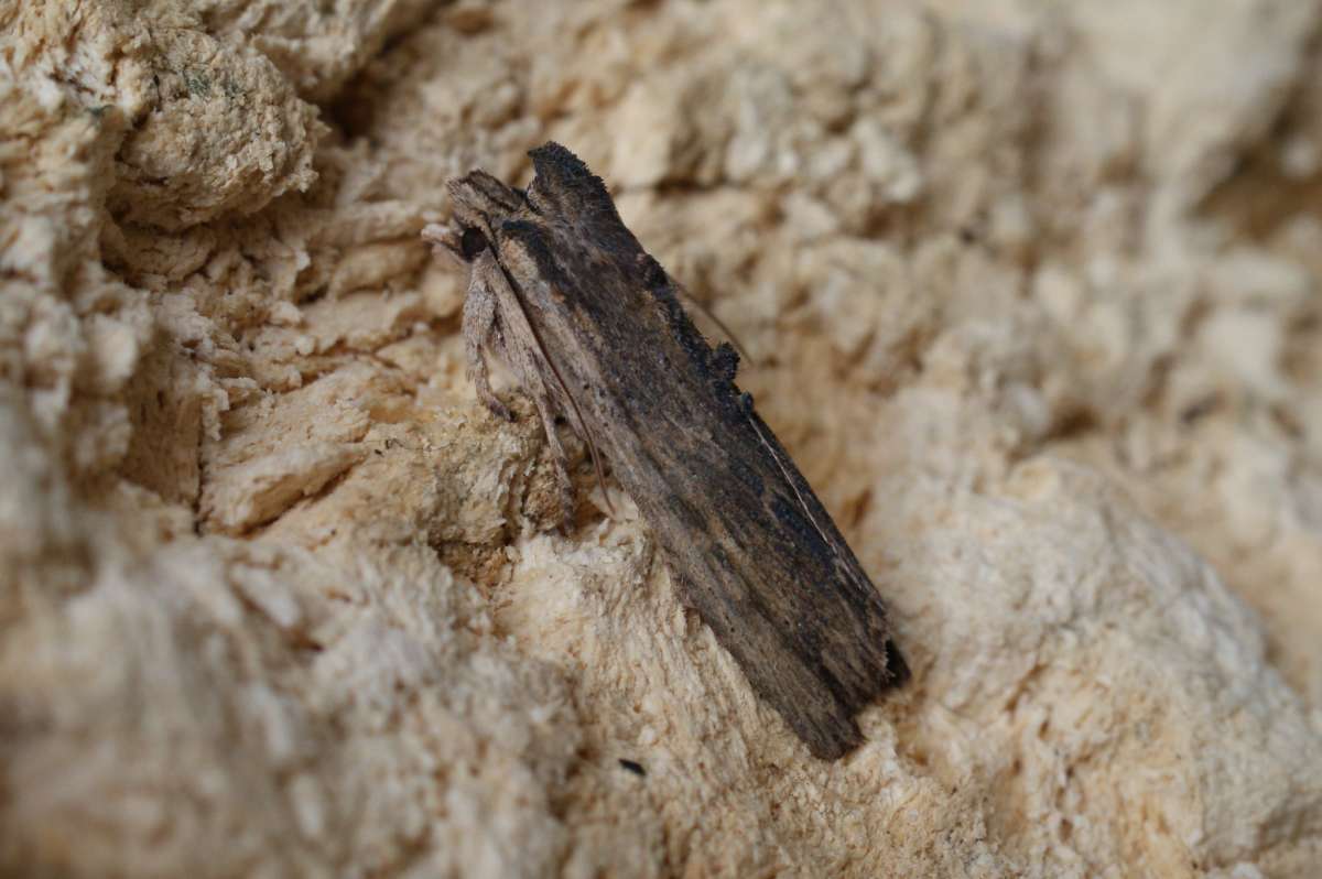 Tawny Pinion (Lithophane semibrunnea) photographed in Kent by Dave Shenton 