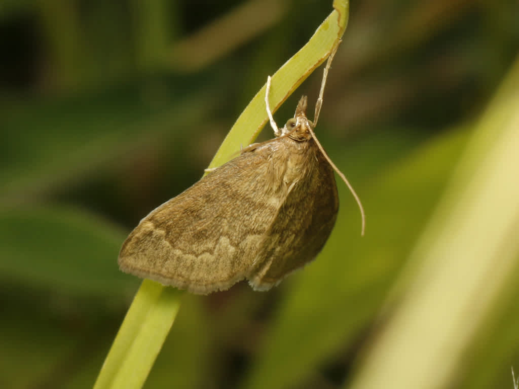 Cinerous Pearl (Anania fuscalis) photographed at Park Gate Down  by David Beadle 