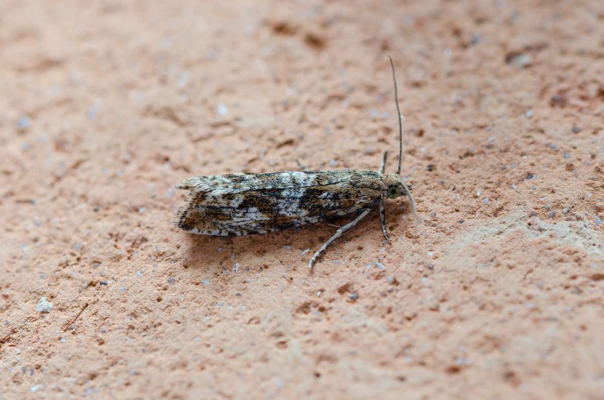 Mottled Marble (Bactra furfurana) photographed at SBBOT by Darren Taylor