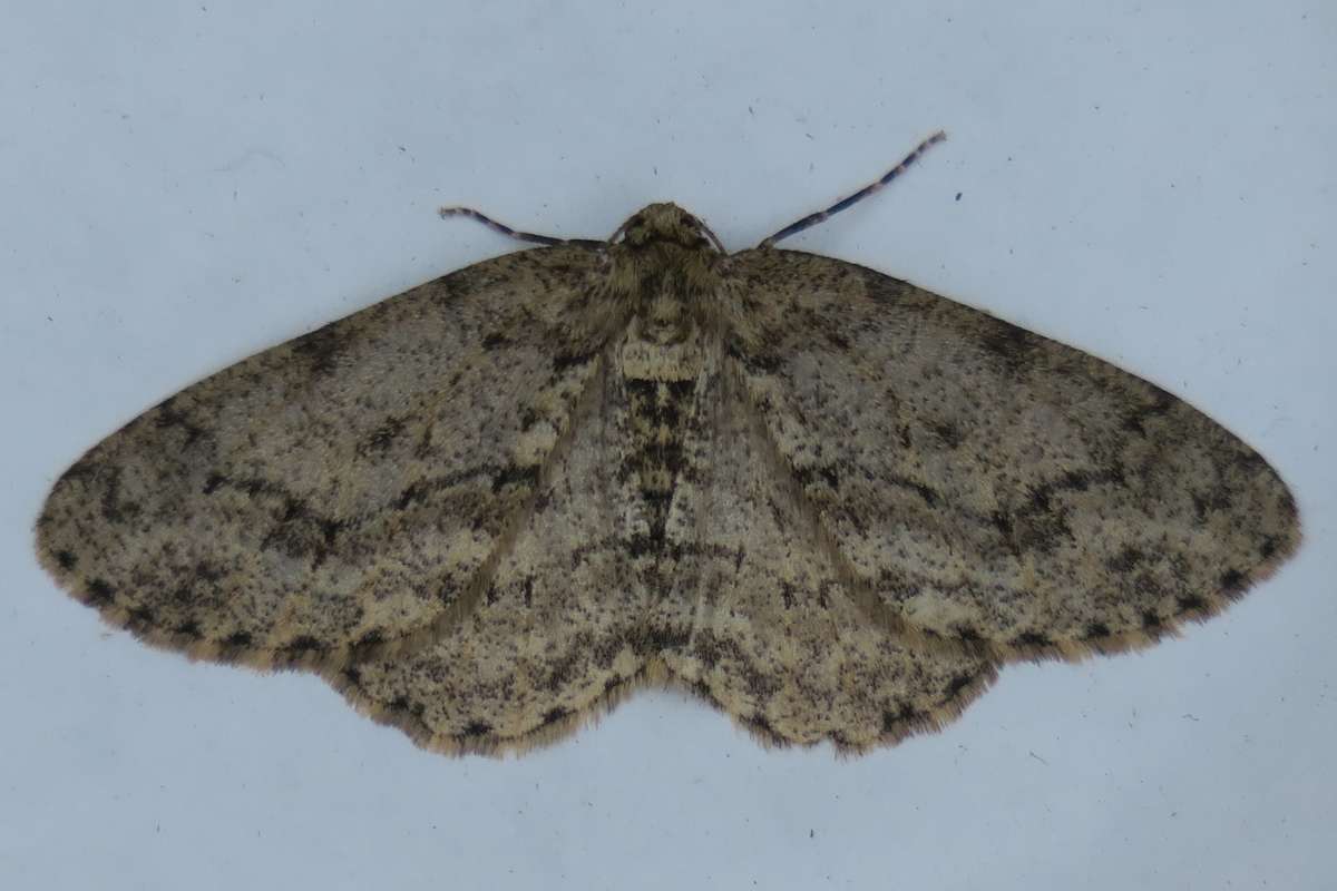 The Engrailed (Ectropis crepuscularia) photographed at Hothfield  by Terry Dunk