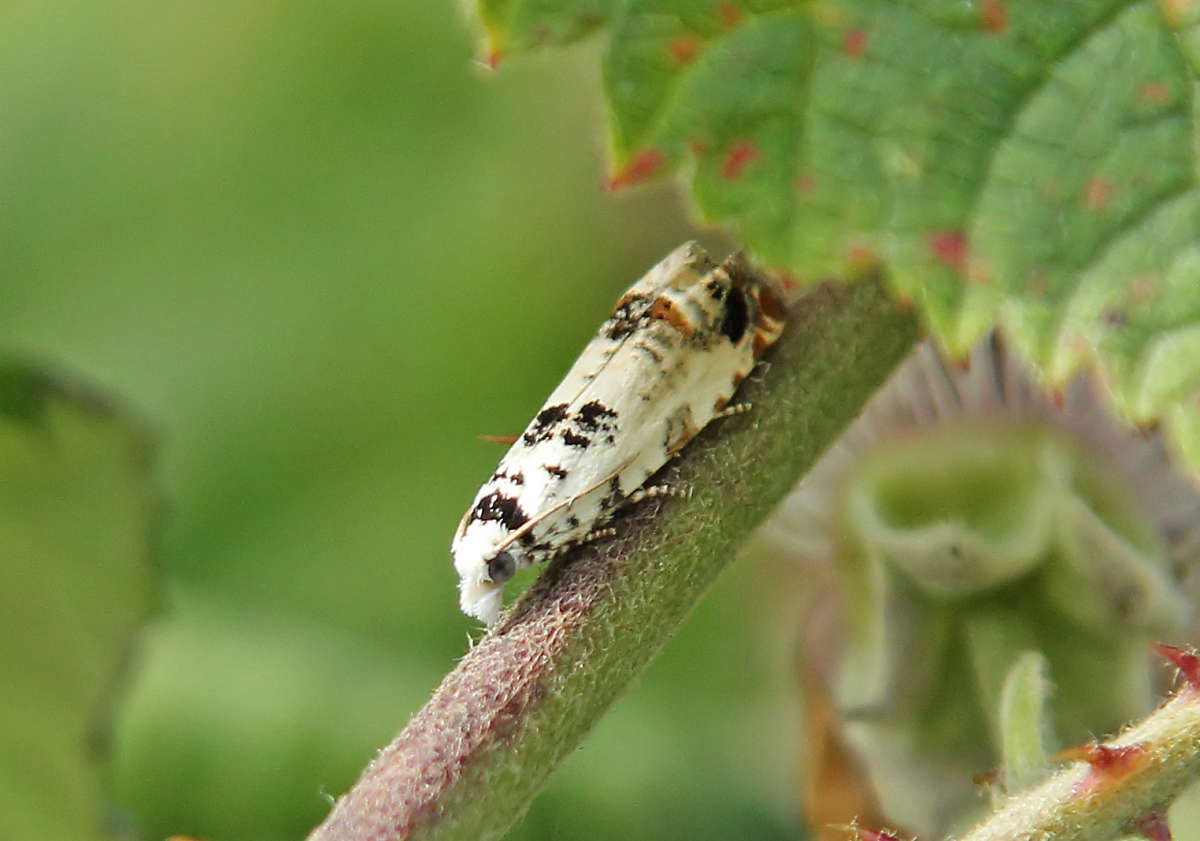 Marbled Bell (Eucosma campoliliana) photographed at Dungeness  by Peter Maton 