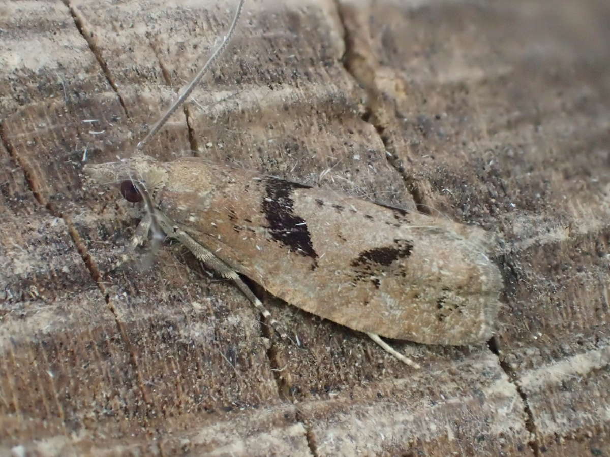 Large Birch Bell (Epinotia brunnichana) photographed at Burnt Oak Wood by Dave Shenton 