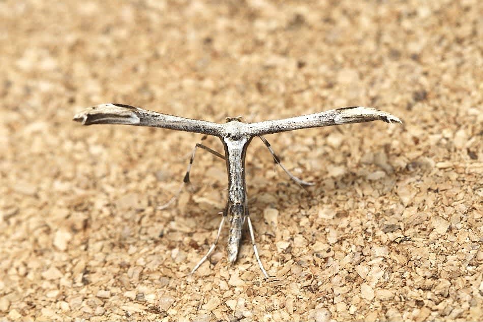 Dusky Plume (Oidaematophorus lithodactyla) photographed in Kent by Josh Jones 