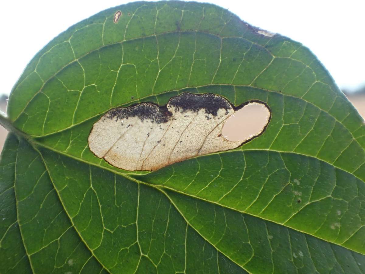 Yellow-spot Lift (Antispila petryi) photographed at Aylesham  by Dave Shenton 