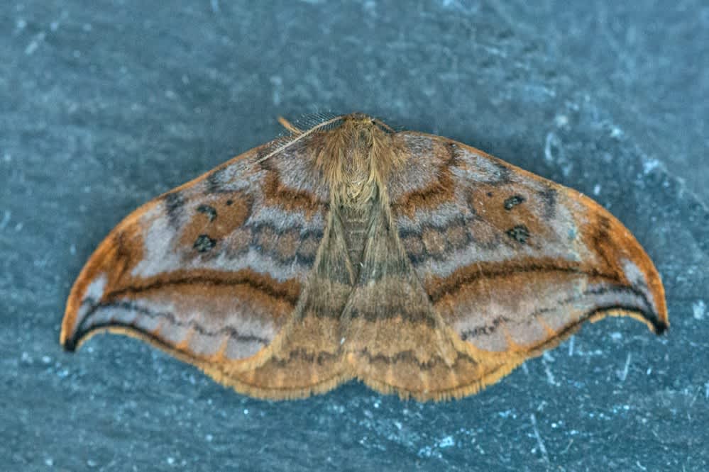 Dusky Hook-tip (Drepana curvatula) photographed in Kent by Tony Morris