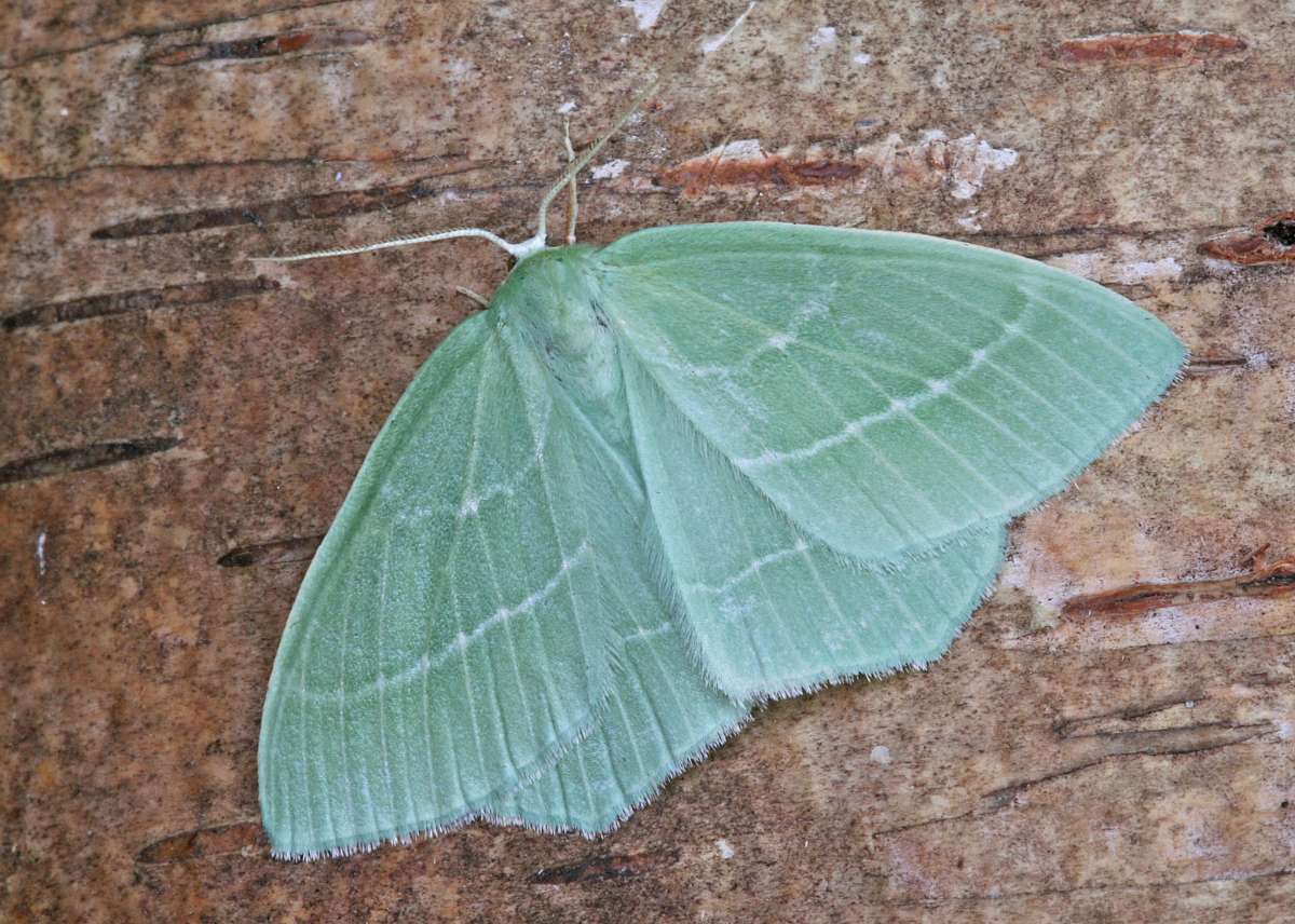 Small Emerald (Hemistola chrysoprasaria) photographed at Boughton-under-Blean  by Peter Maton