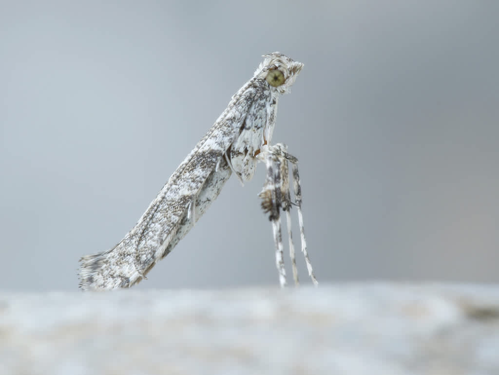 Feathered Slender (Caloptilia cuculipennella) photographed in Kent by David Beadle 