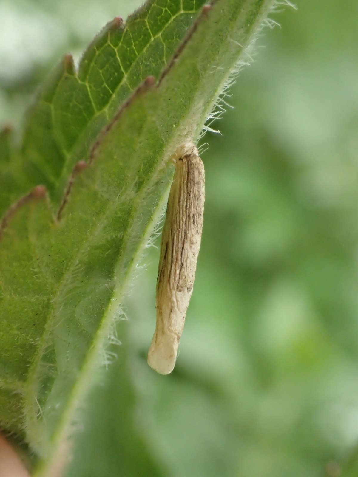 Agrimony Case-bearer (Coleophora follicularis) photographed in Kent by Dave Shenton 