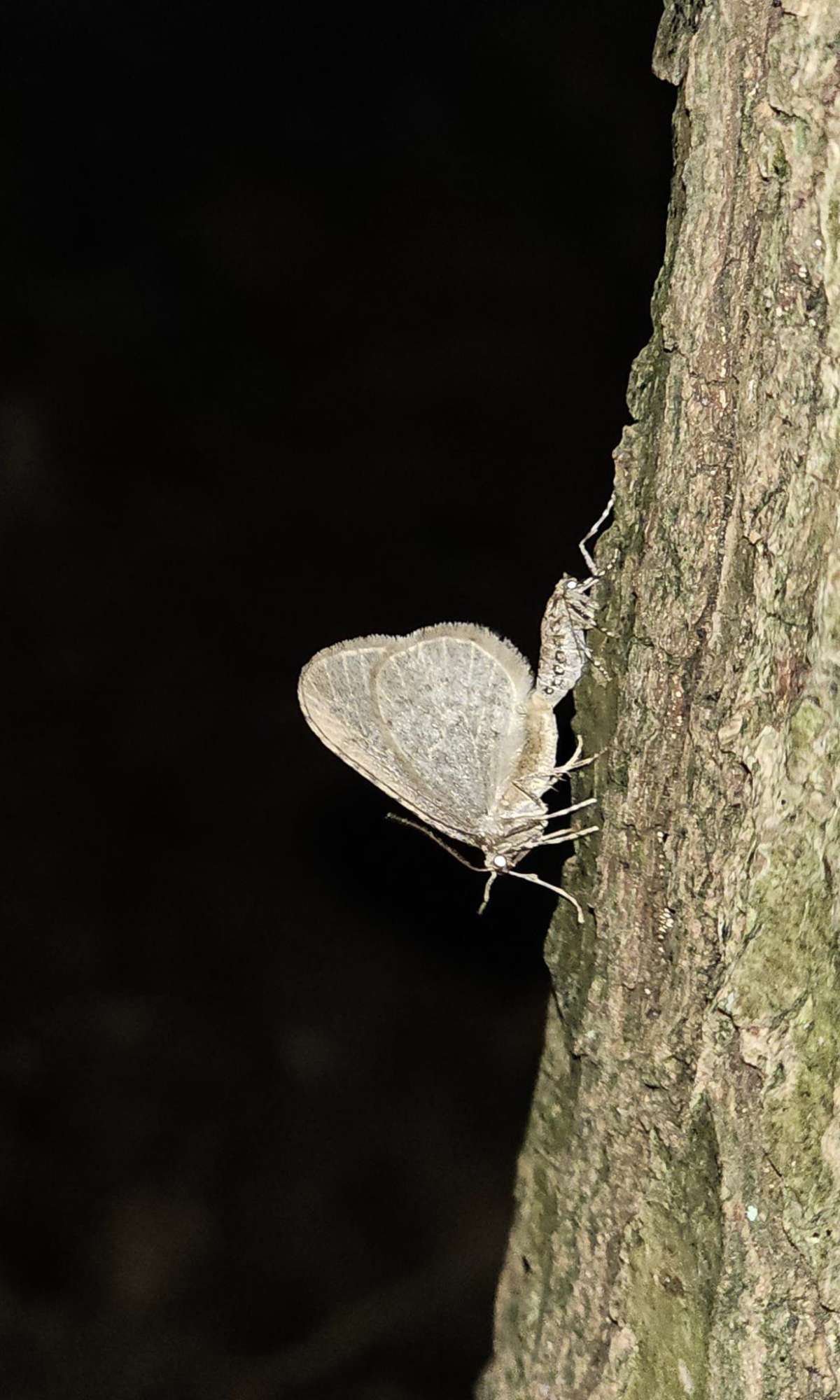 Winter Moth (Operophtera brumata) photographed in Kent by Len Cooper