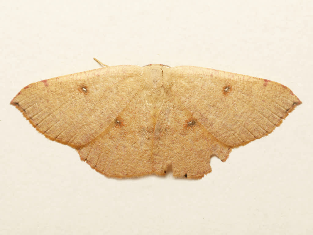 Blair's Mocha (Cyclophora puppillaria) photographed in Kent by David Beadle 